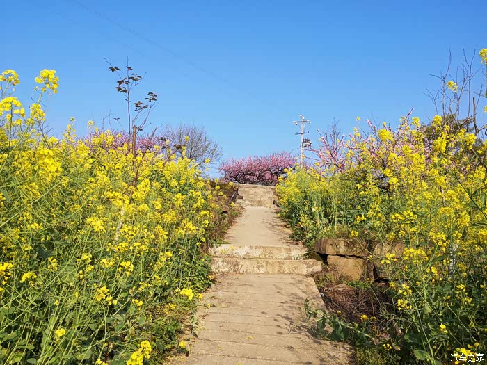 西山坪苓茏苑赏桃花