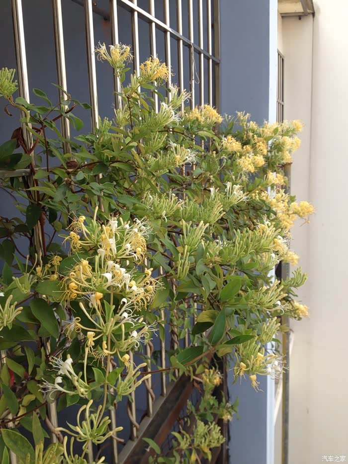 家里阳台金银花开!
