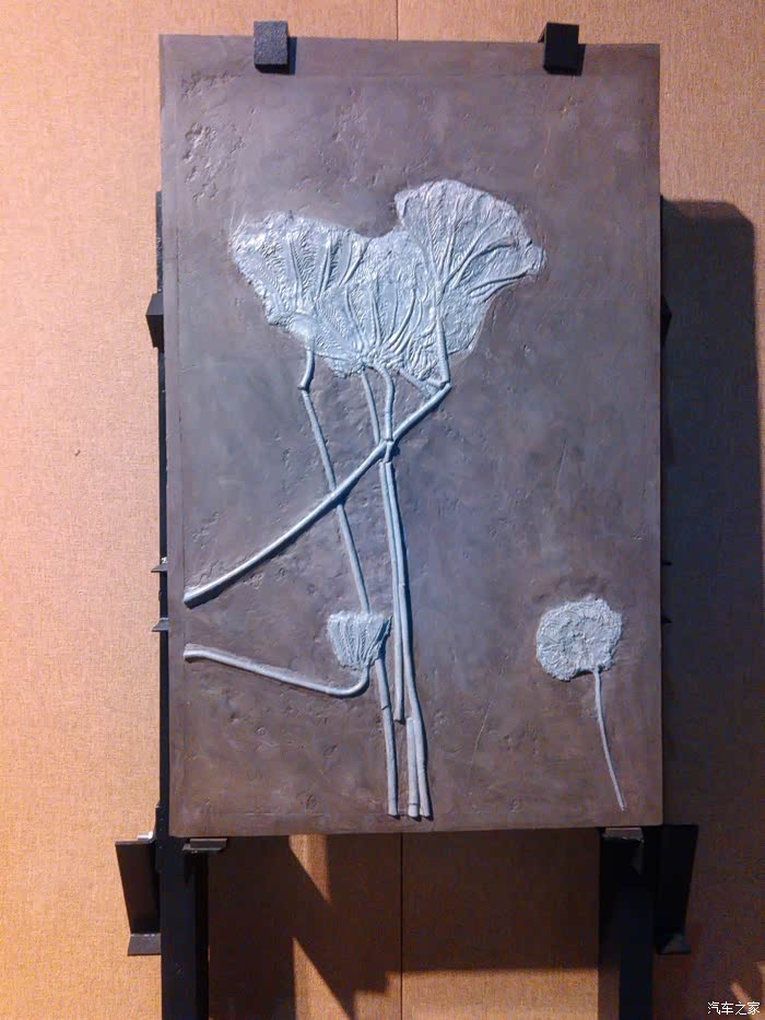 这是古荷叶化石,很罕见吧