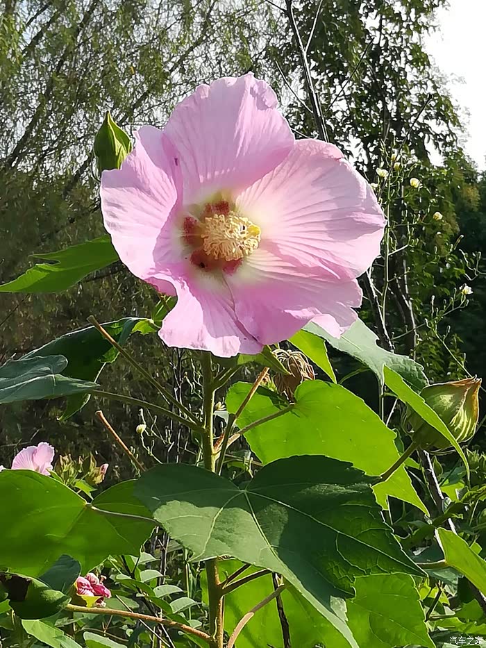 周末时光与小虎一同去欣赏木锦花开共享岁月静好