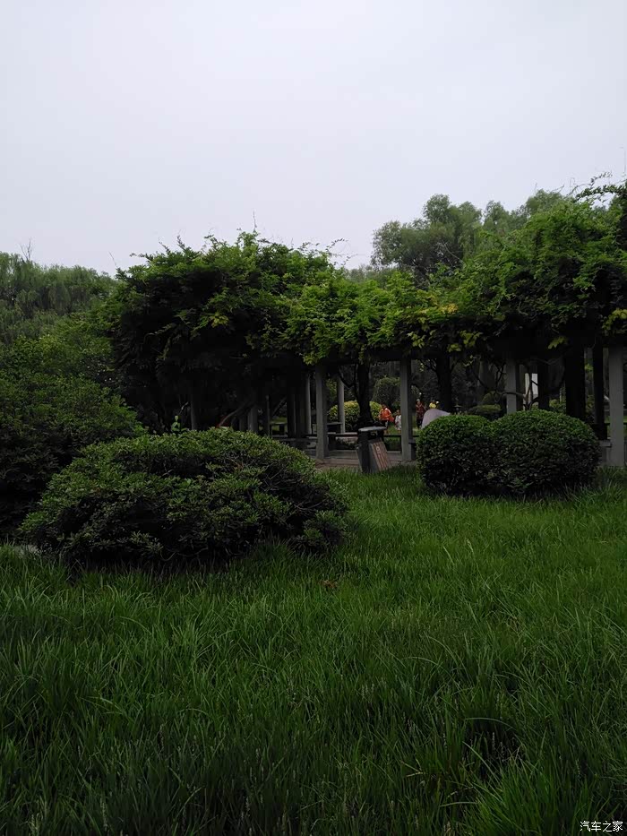 小游郑州古树苑