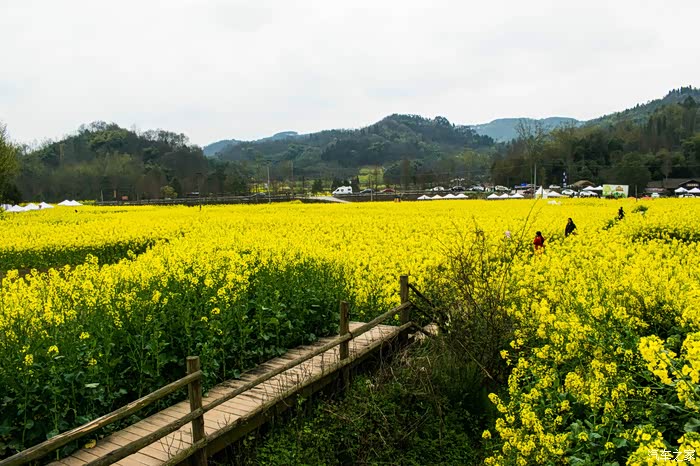 兰兰踏青重庆路漫游花海寻养蜂人