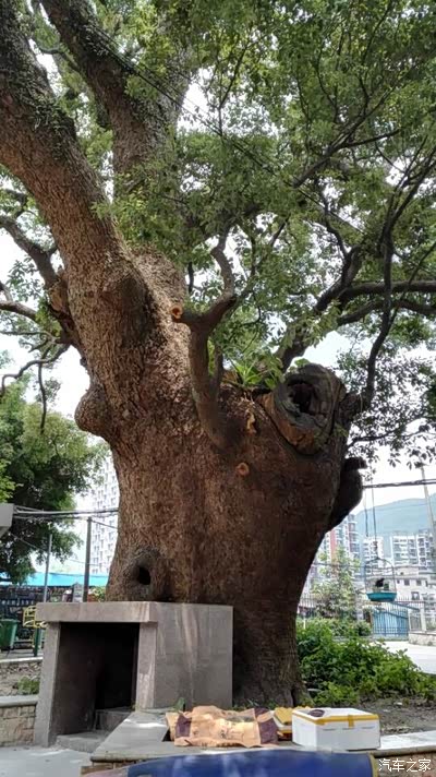 【深圳】500年榕树