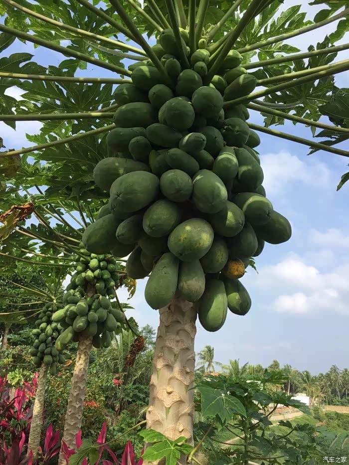 海南木瓜北方照样可以生长