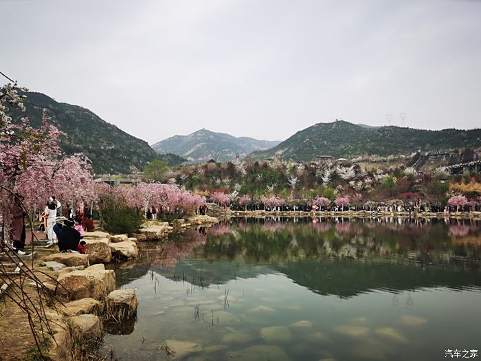 玉泉山公園賞櫻花登山步道鬥豔花芳