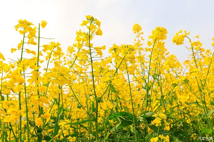 探寻春的使者赏油菜花海