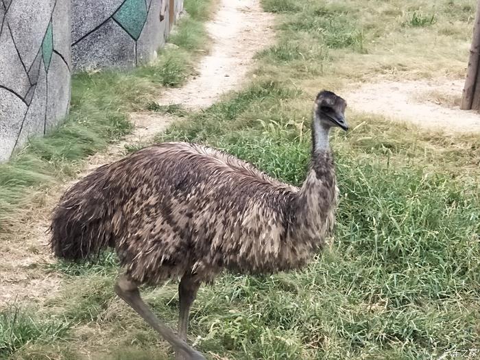 小遊唐山動物園