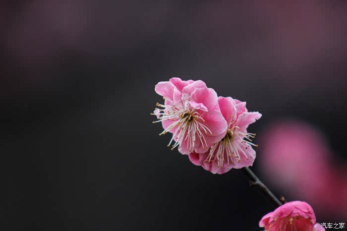 两朵梅花