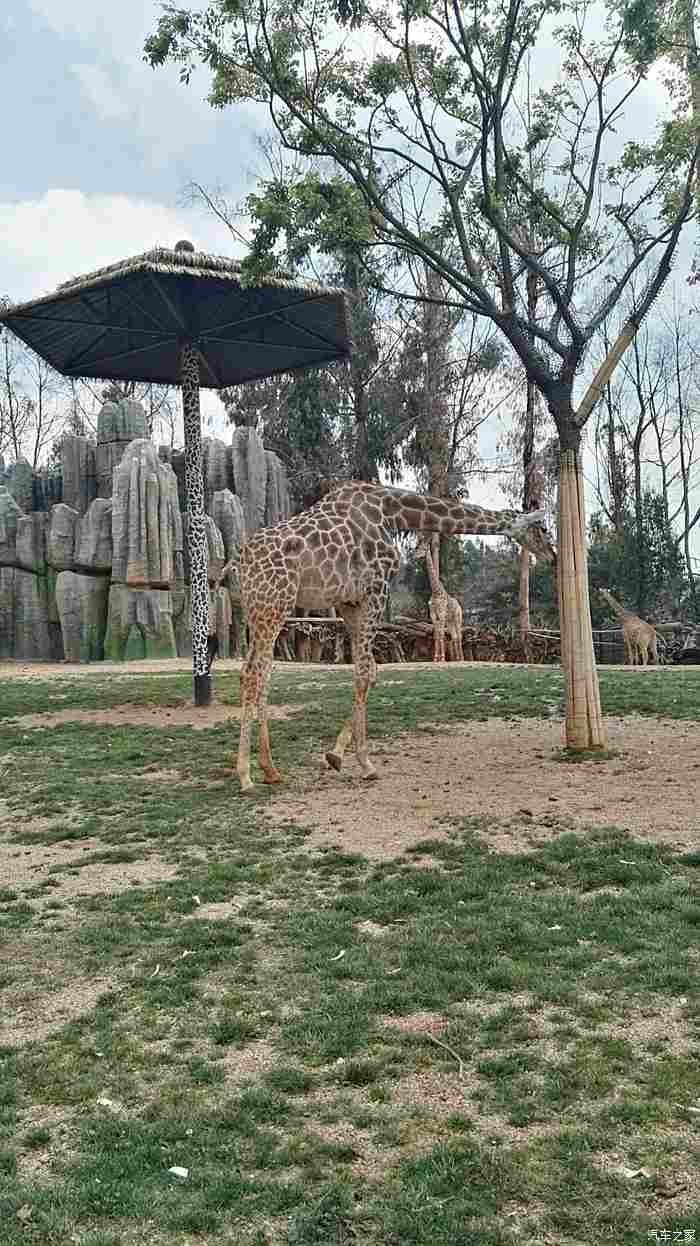 昆明野生動物園一日遊生猛的小白陡坡上起步熄火