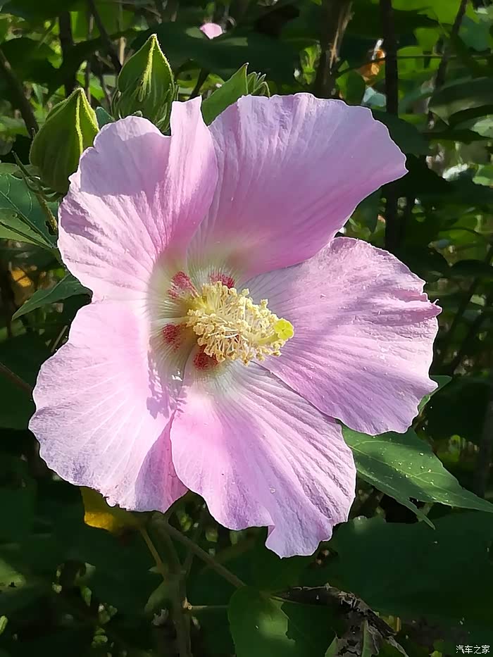 周末时光与小虎一同去欣赏木锦花开共享岁月静好