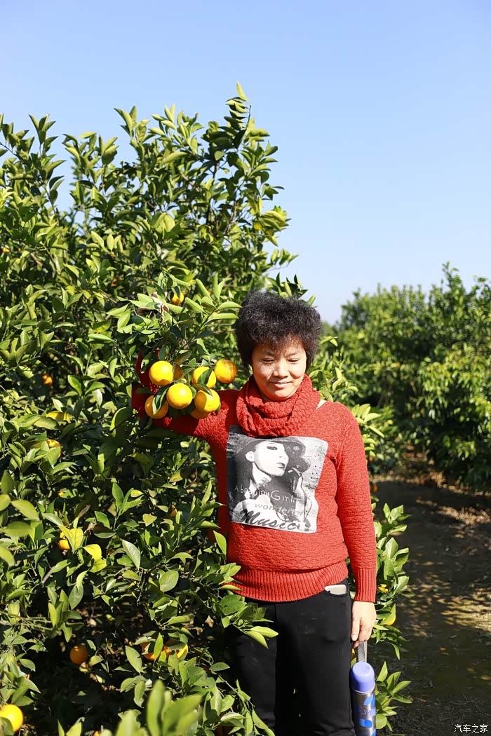 廉江红橙又成熟啦,快去摘橙子吧!