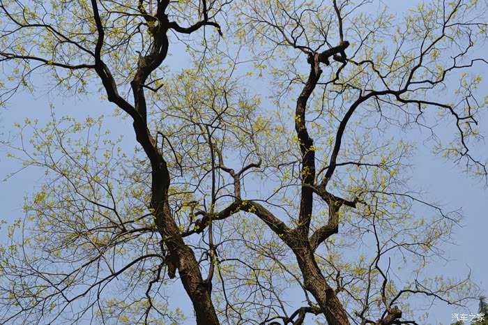 高大的树木,纵横交错的枝干,也开始吐露新芽.
