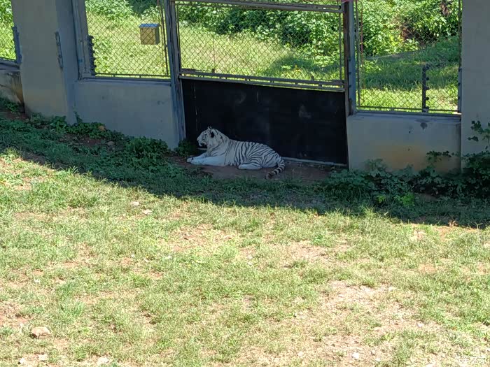 【图】空山新雨后,天气晚来秋-中秋小长假小虎带我们打卡石家庄动物园