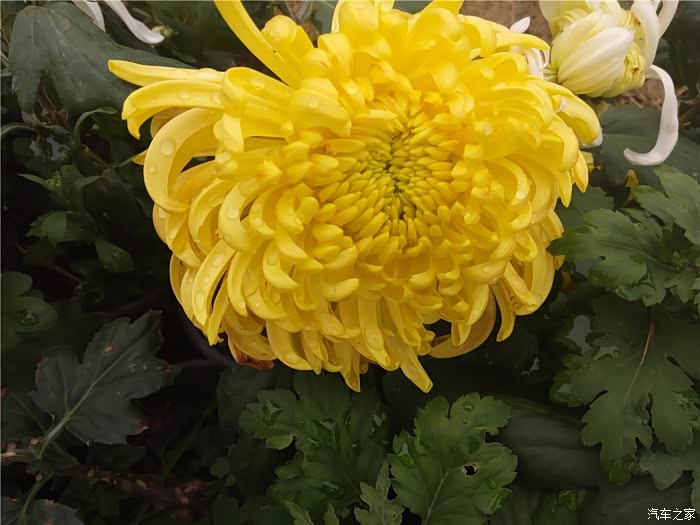 【图】赣江之滨 摩天轮下 菊花朵朵开 冬赏菊 来来来_江西论坛_汽车之