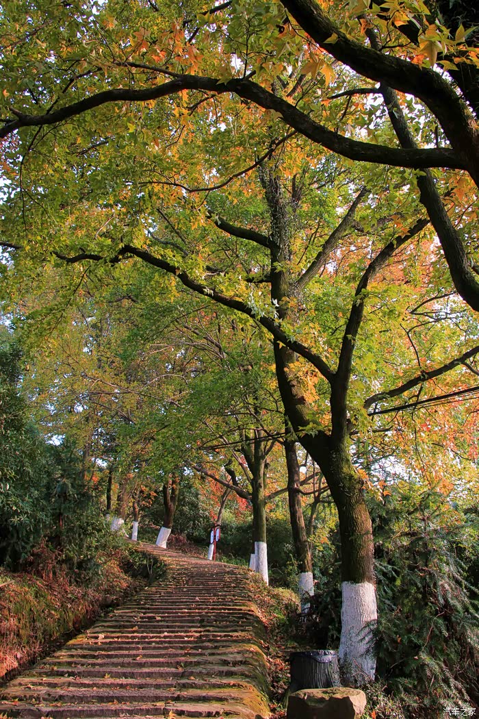 风光温州大罗山红枫古道
