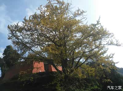 六盘水红果镇看世界银杏第一村