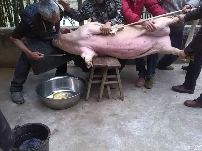瑞雪兆丰年杀猪过新年重口味慎入