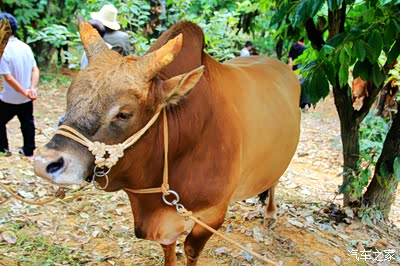 像这样栓着两根绳子的牛你就要小心啦,如果牛很乖不会平白无故栓两根