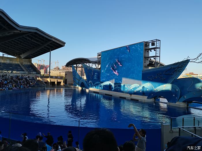 國慶遊覽上海海昌海洋公園之虎鯨館