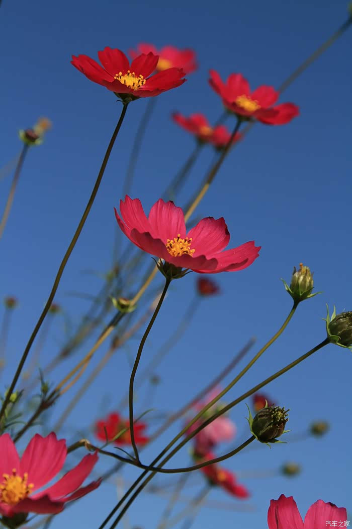 【花卉】蓝天下的格桑花