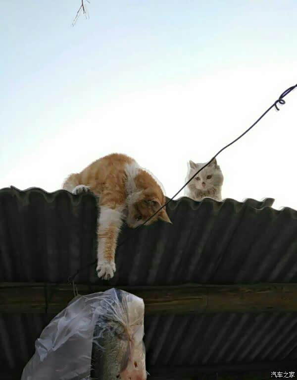 天下有不偷腥的猫吗?