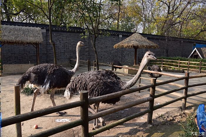 秋盡江南草未凋秋遊揚州茱萸灣動物園