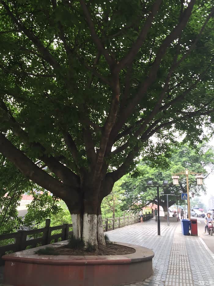 这种榕树树雅安到处都有当人叫黄角树搞懂为什么这莫叫都古树