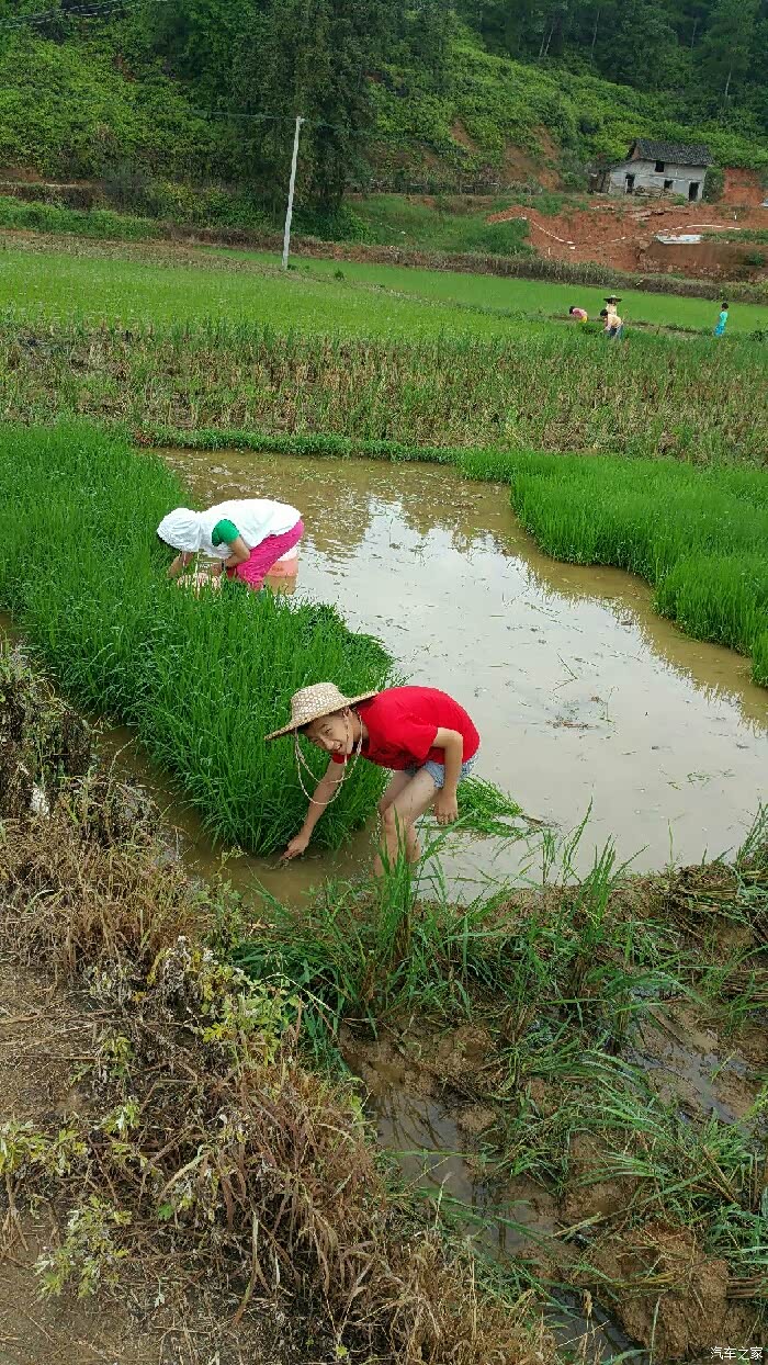 完了去帮忙拨秧(乡下话,就是把禾苗拨出来)