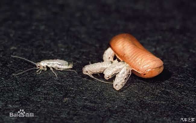 这就是传说中的美洲大蠊吗南方大蟑螂