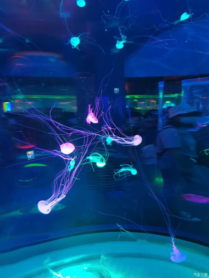 国庆上海海昌海洋公园之水母馆