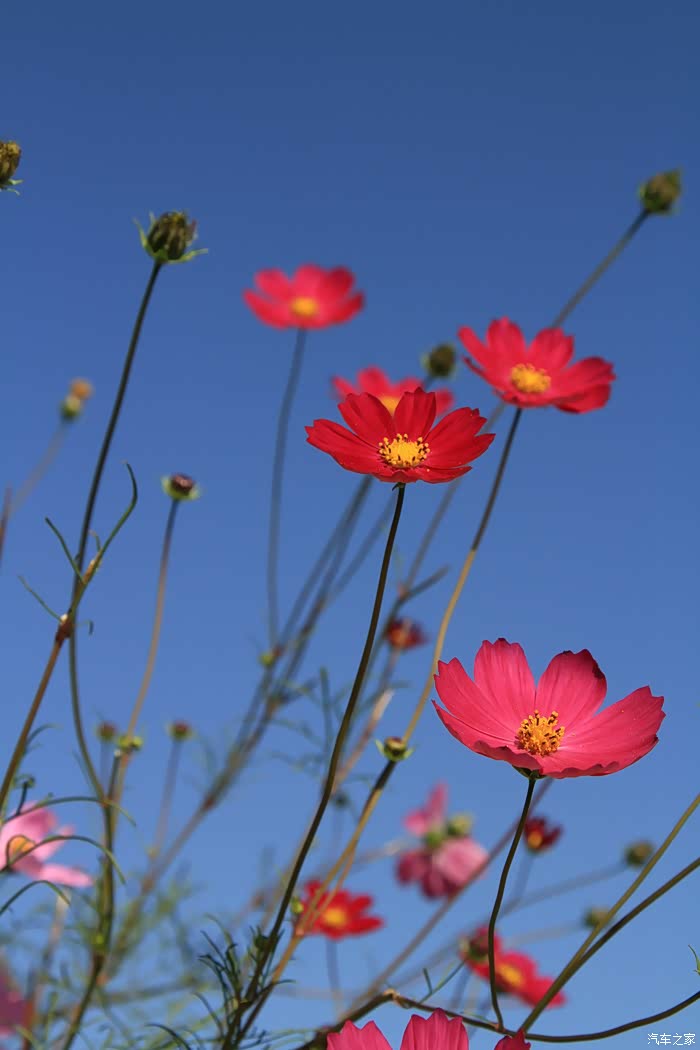 【花卉】蓝天下的格桑花