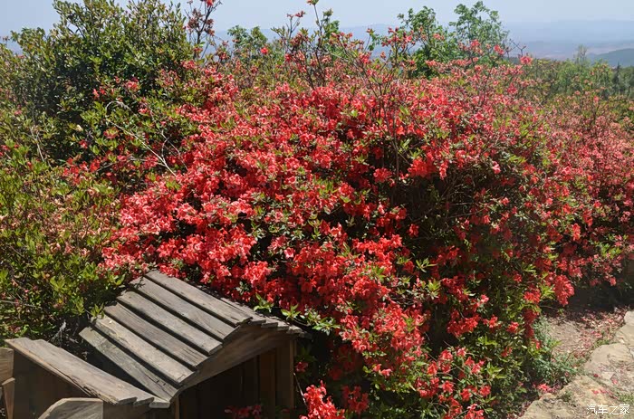 大美云南爬马雄山赏杜鹃花带你探寻珠江源头