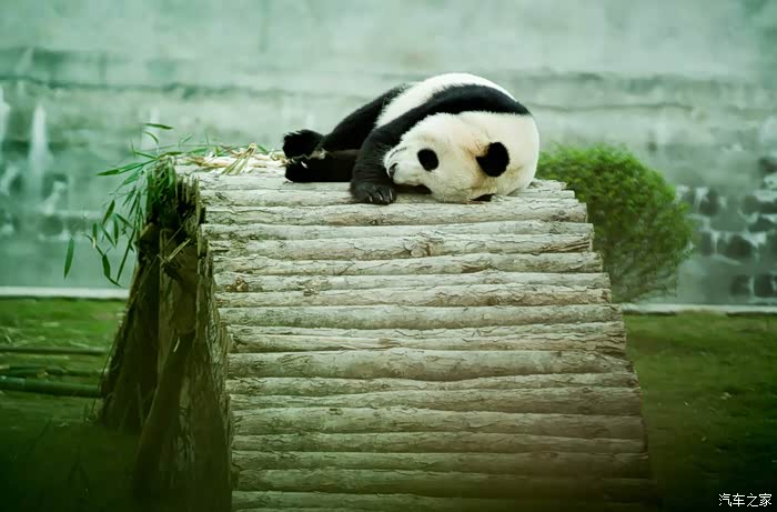 【图】【四川长安】眉山分会 小逸带你看"大懒虫"_逸动论坛_汽车之家