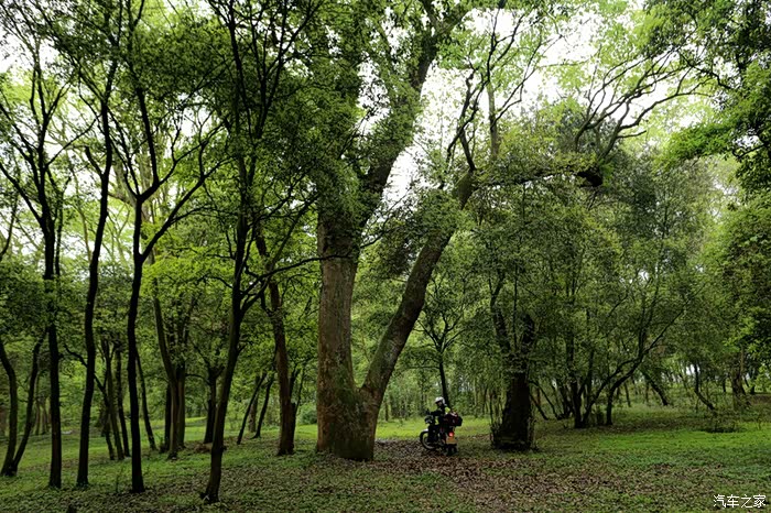 摄摩至爱--江西金滩古林