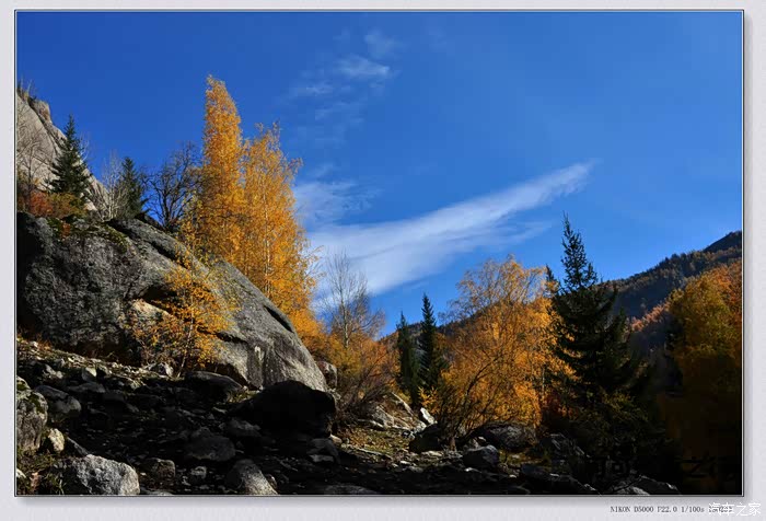 梦牵魂绕的金秋白桦林可可托海