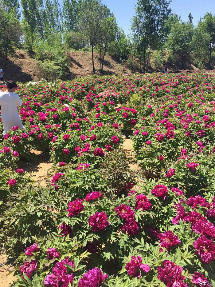 北京锐腾车友会之延庆牡丹赏花两日游