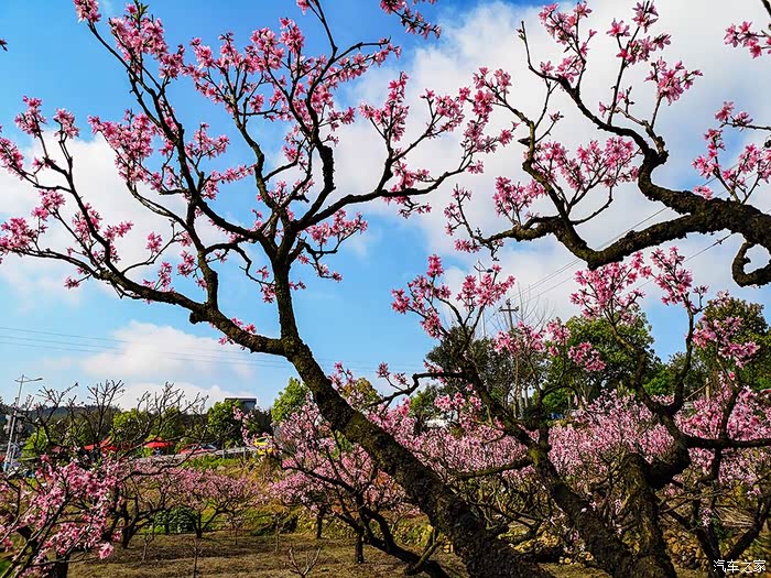 福建游10宁德福安穆阳桃花节观赏