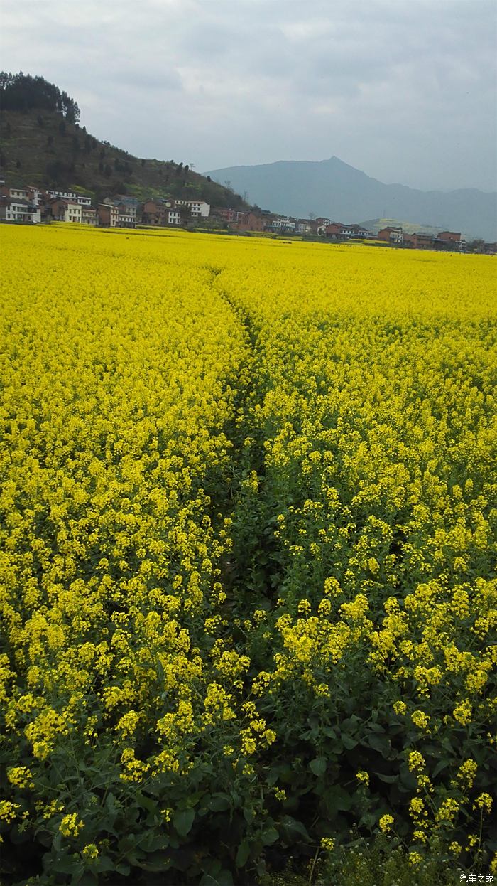 南川三秀油菜花2021图片