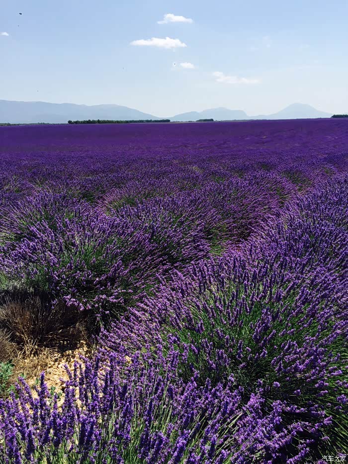 北京哪里的薰衣草庄园大?