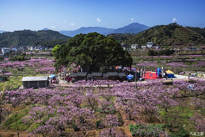 福建游10宁德福安穆阳桃花节观赏