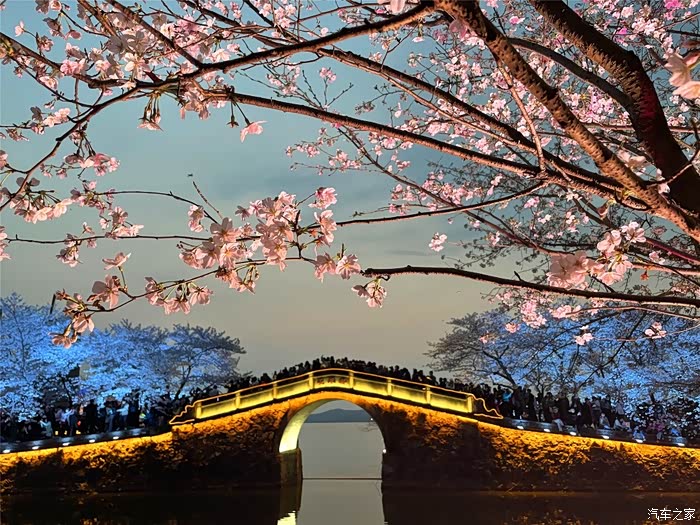 踏过樱花第几桥——无锡鼋头渚春日赏