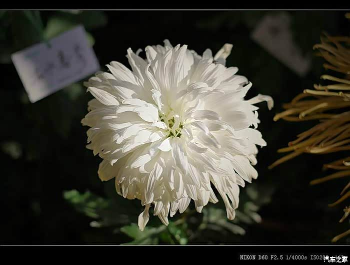 【图】【哀悼】我们的好姐姐,一路走好_天津论坛_汽车之家论坛