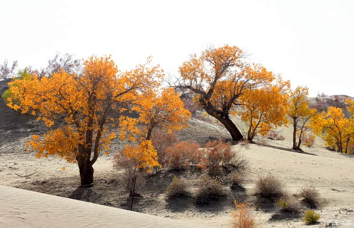 金秋十月若羌且末三日游穿越浩瀚沙漠观赏金色胡杨