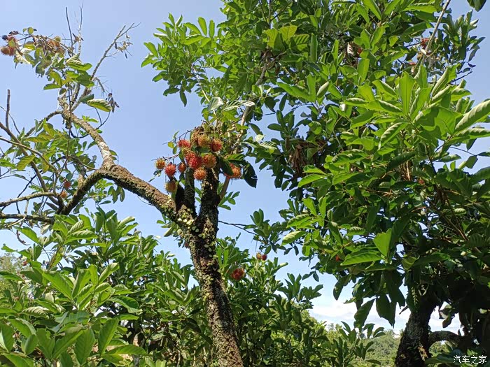 海南保亭红毛丹熟了