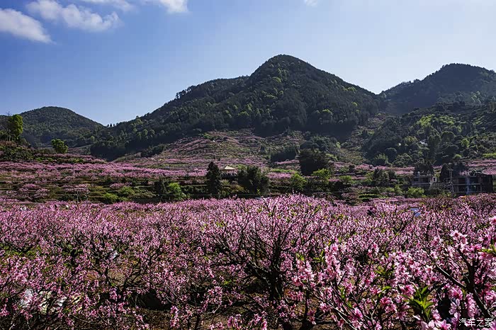福建游10宁德福安穆阳桃花节观赏