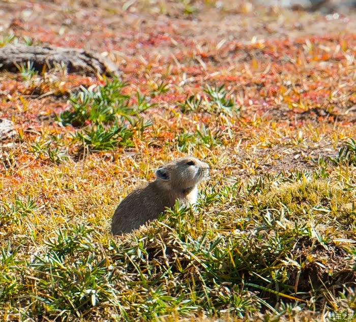 撼路者单车黄河寻源