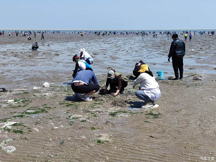 春日自驾好时光自驾天津塘沽赶海拾贝挖蛤蜊