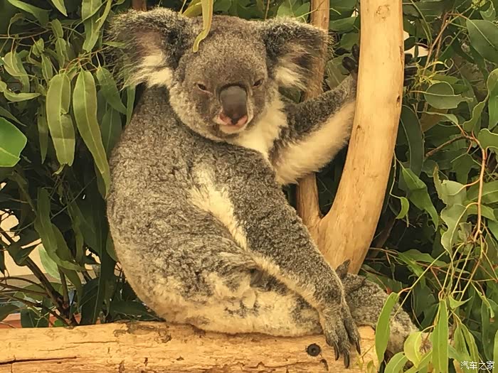澳洲考拉koalabear