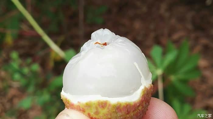 端午摘瓜无需到苏圩摘荔枝不必到灵山