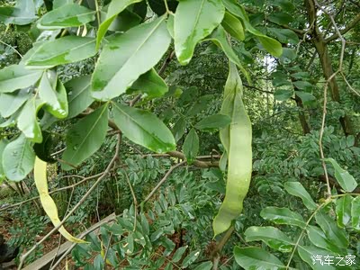 像次有人在问这个什么东东其实洗头——皂角树